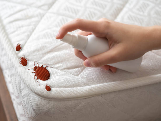 Trusted Paducah, TX Pest Control Experts
